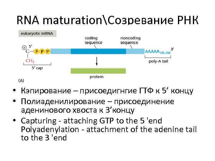 RNA maturationСозревание РНК • Кэпирование – присоедигнгие ГТФ к 5’ концу • Полиаденилирование –