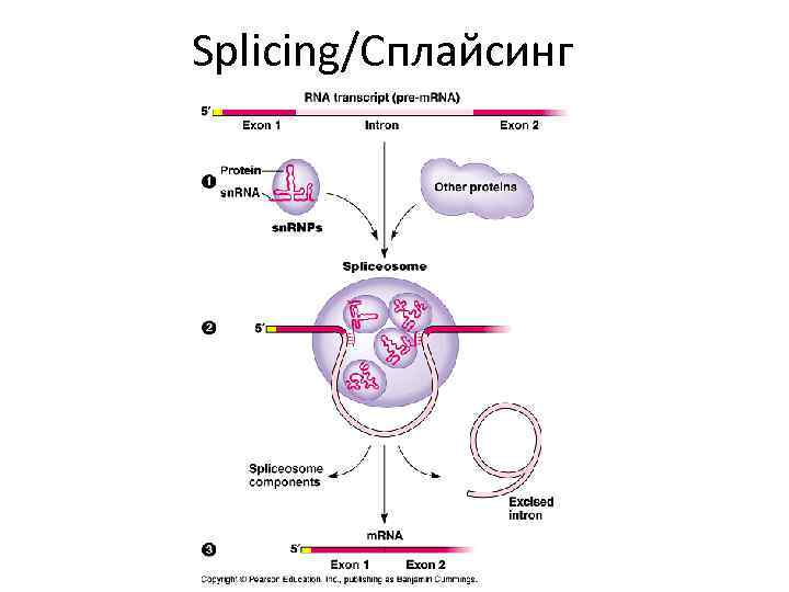 Splicing/Сплайсинг 