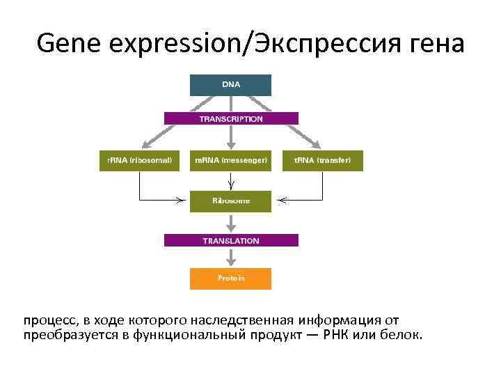 Gene expression/Экспрессия гена процесс, в ходе которого наследственная информация от преобразуется в функциональный продукт