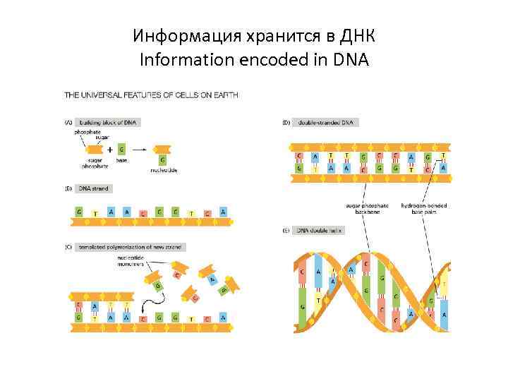 Информация хранится в ДНК Information encoded in DNA 