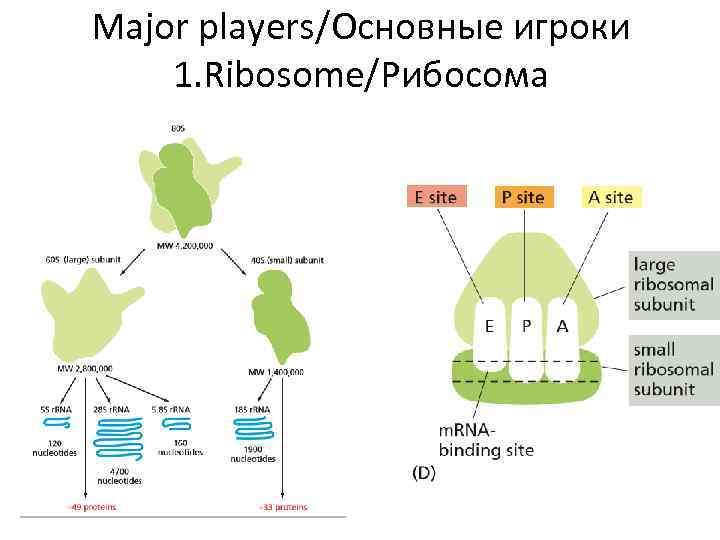 Major players/Основные игроки 1. Ribosome/Рибосома 