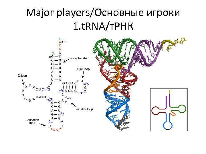 Major players/Основные игроки 1. t. RNA/т. РНК 