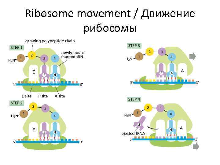 Ribosome movement / Движение рибосомы 