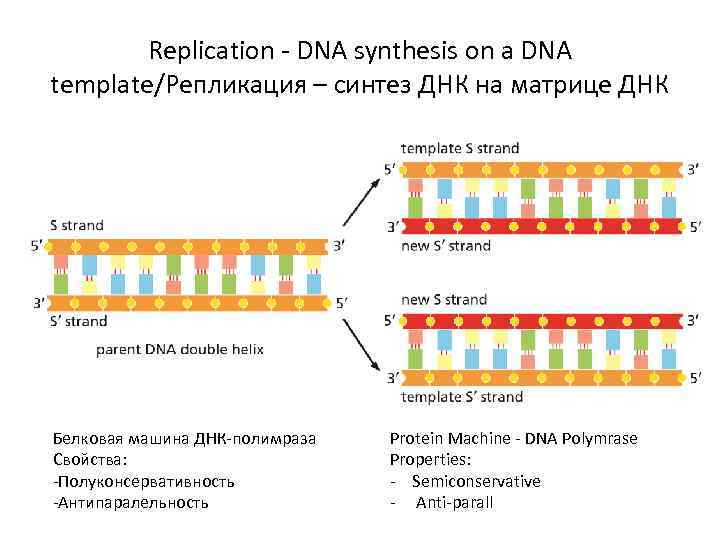 Replication - DNA synthesis on a DNA template/Репликация – синтез ДНК на матрице ДНК