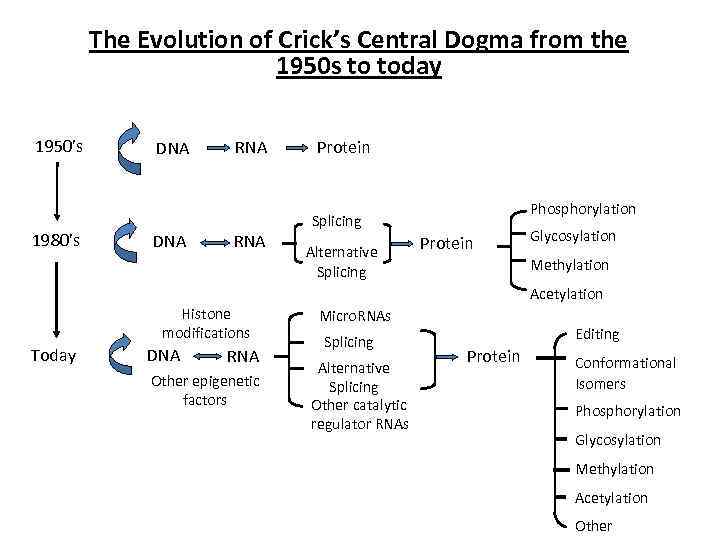 The Evolution of Crick’s Central Dogma from the 1950 s to today 1950’s 1980’s