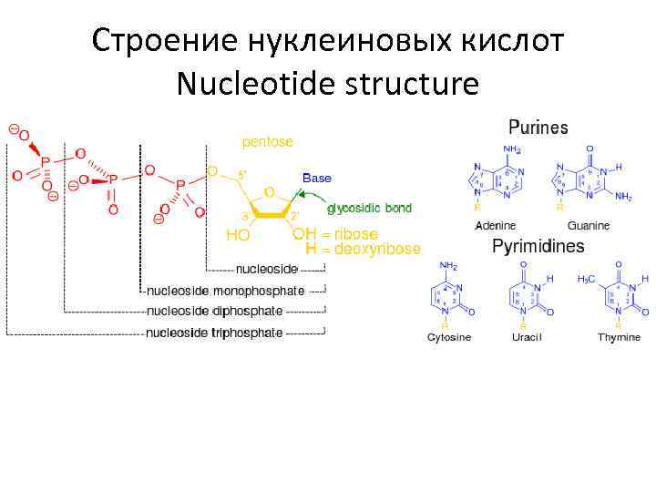 Строение нуклеиновых кислот Nucleotide structure 