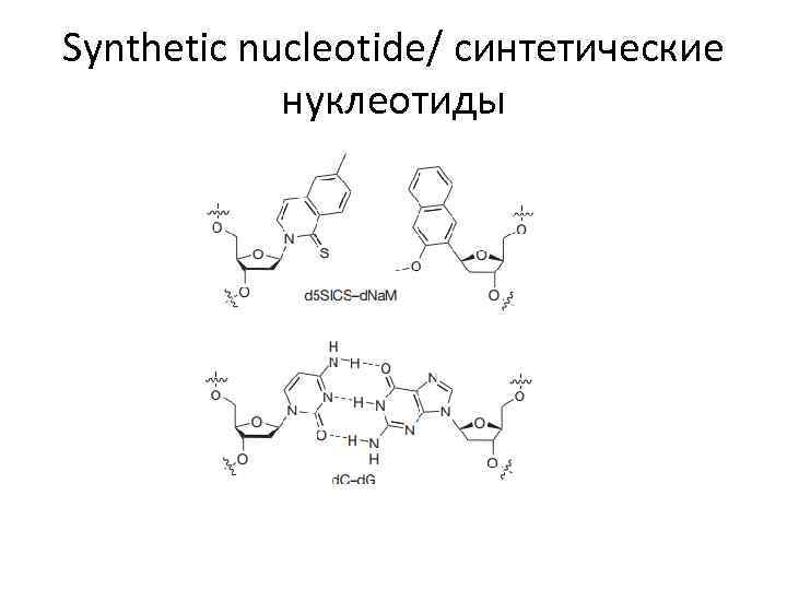 Synthetic nucleotide/ синтетические нуклеотиды 