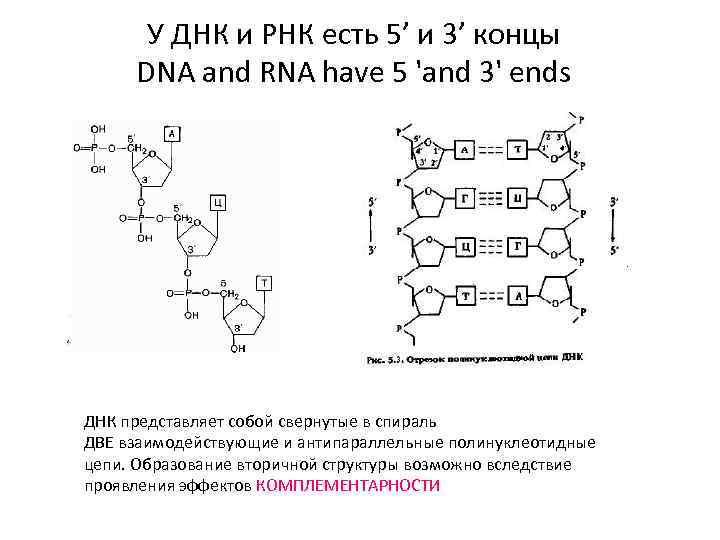 3 5 днк. ИРНК 5 штрих 3 штрих ДНК. Строение ДНК 5 И 3 концы. 5 Штрих и 3 штрих концы молекул ДНК И РНК. Строение ДНК С 5 штрих 3 штрих.