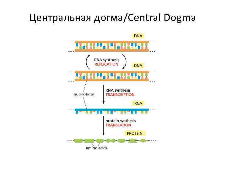 Какая схема соответствует главному постулату или центральной догме молекулярной биологии