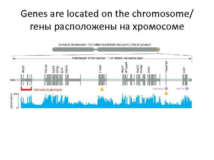 Genes are located on the chromosome/ гены расположены на хромосоме 