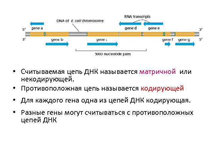  • Считываемая цепь ДНК называется матричной или некодирующей. • Противоположная цепь называется кодирующей