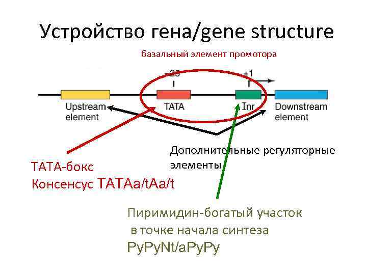 Устройство гена/gene structure базальный элемент промотора Дополнительные регуляторные элементы ТАТА-бокс Консенсус TATAa/t Пиримидин-богатый участок