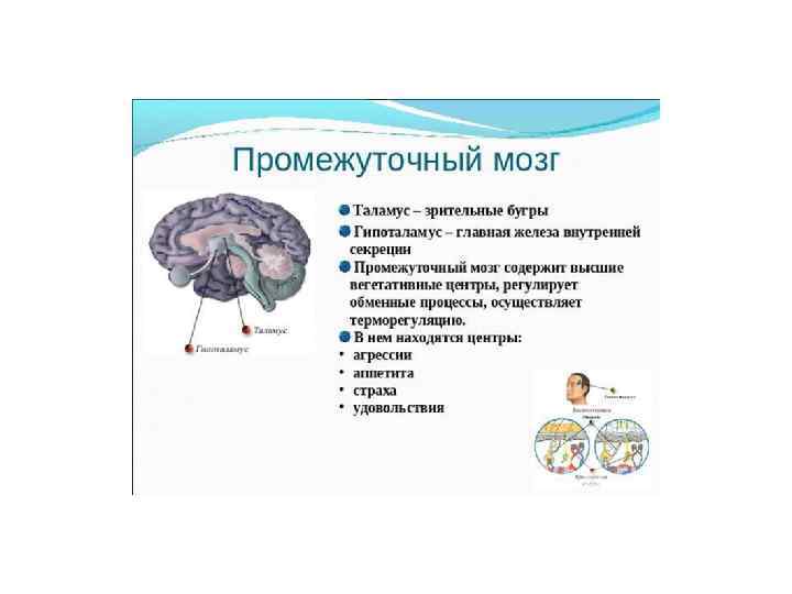 Рефлексы промежуточного мозга человека. Центры рефлексов промежуточного мозга. Классификация отделов промежуточного мозга. Промежуточный мозг неврология.