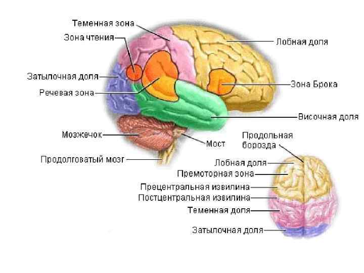 Рассмотрите рисунок с изображением мозга человека какая доля мозга окрашена голубым