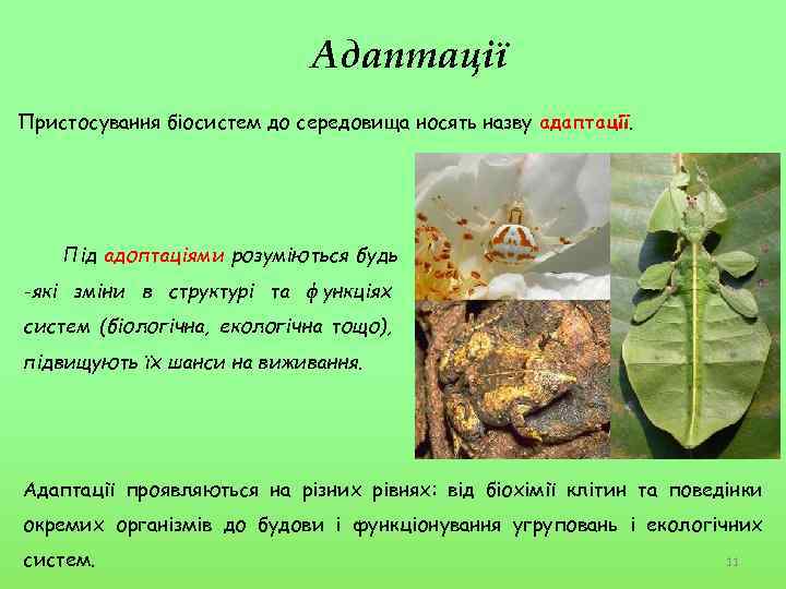 Адаптації Пристосування біосистем до середовища носять назву адаптації. Під адоптаціями розуміються будь -які зміни