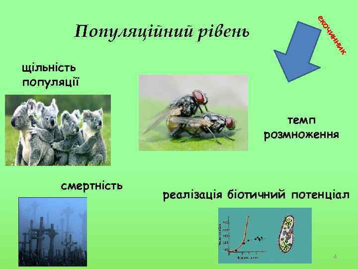 к ни ин оч ек Популяційний рівень щільність популяції темп розмноження смертність реалізація біотичний