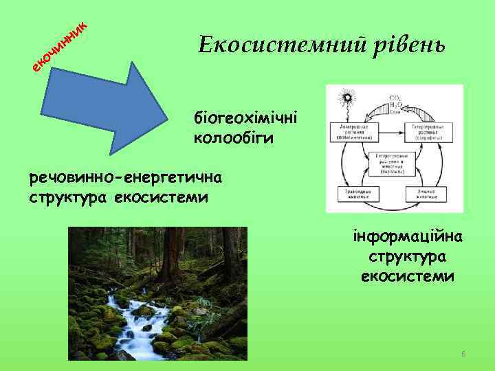 н ик н и оч ек Екосистемний рівень біогеохімічні колообіги речовинно-енергетична структура екосистеми інформаційна