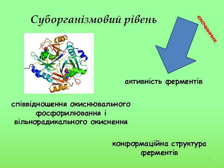 к ни ин оч ек Суборганізмовий рівень активність ферментів співвідношення окиснювального фосфорилювання і вільнорадикального