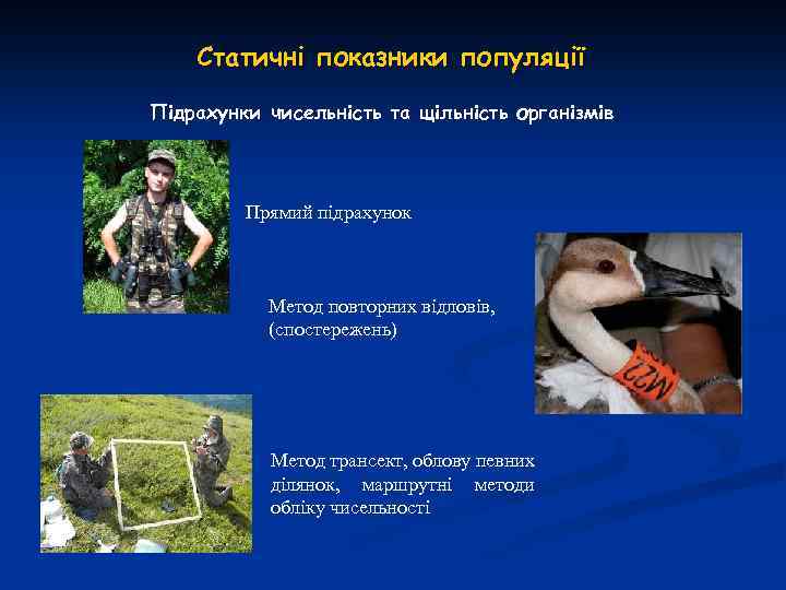 Статичні показники популяції Підрахунки чисельність та щільність організмів Прямий підрахунок Метод повторних відловів, (спостережень)