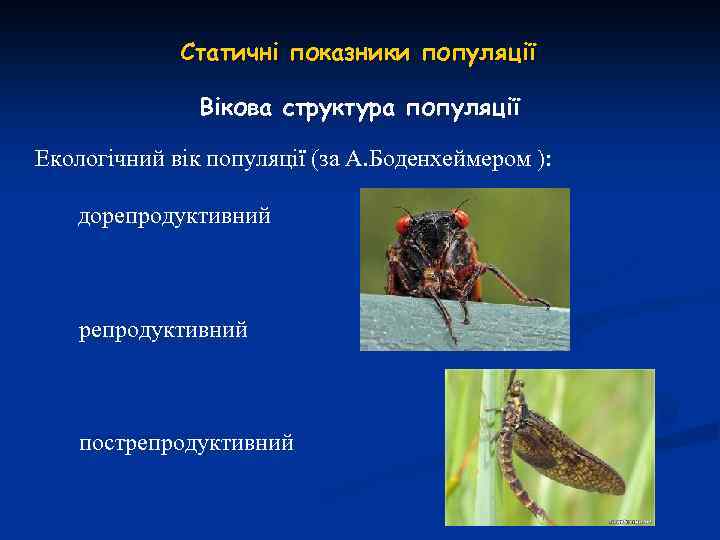 Статичні показники популяції Вікова структура популяції Екологічний вік популяції (за А. Боденхеймером ): дорепродуктивний