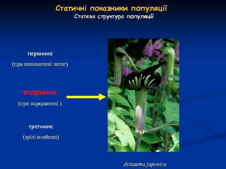 Статичні показники популяції Статева структура популяції первинне (при виникненні зигот) вторинне (при народженні )