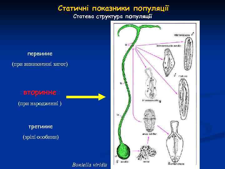 Статичні показники популяції Статева структура популяції первинне (при виникненні зигот) вторинне (при народженні )