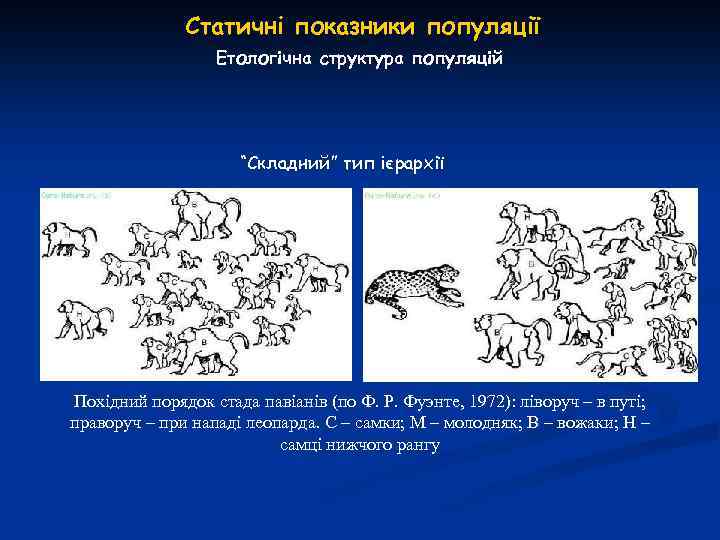 Статичні показники популяції Етологічна структура популяцій “Складний” тип ієрархії Похідний порядок стада павіанів (по