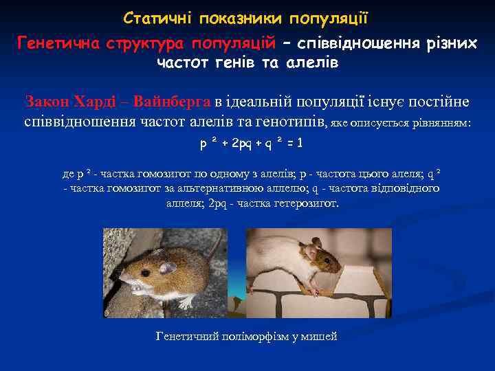 Статичні показники популяції Генетична структура популяцій – співвідношення різних частот генів та алелів Закон