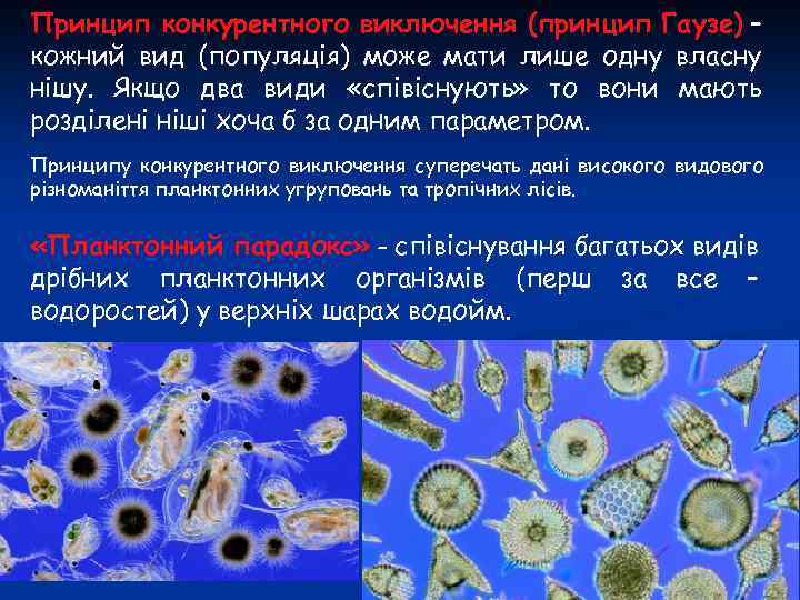 Принцип конкурентного виключення (принцип Гаузе) – кожний вид (популяція) може мати лише одну власну