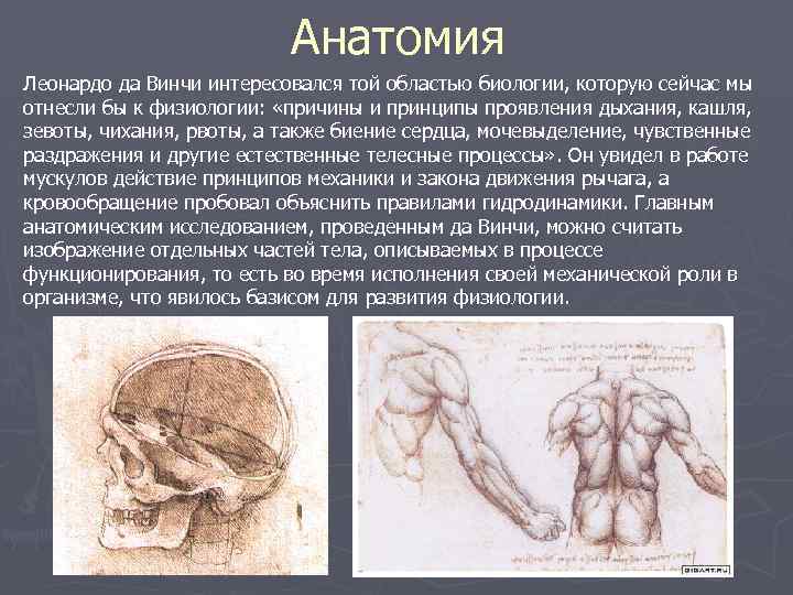 Анатомия Леонардо да Винчи интересовался той областью биологии, которую сейчас мы отнесли бы к