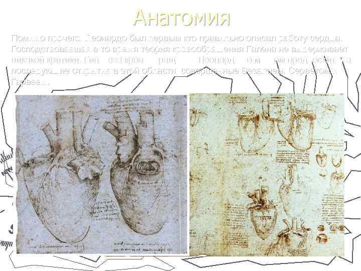 Анатомия Помимо прочего, Леонардо был первым кто правильно описал работу сердца. Господствовавшая в то