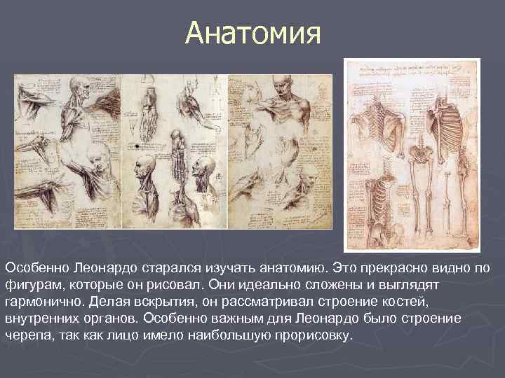 Анатомия Особенно Леонардо старался изучать анатомию. Это прекрасно видно по фигурам, которые он рисовал.