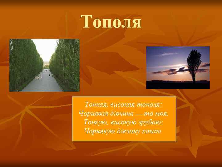 Тополя Тонкая, високая тополя: Чорнявая дівчина — то моя. Тонкую, високую зрубаю: Чорнявую дівчину