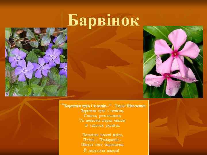 Барвінок "Барвінок цвів і зеленів. . . " - Тарас Шевченко Барвінок цвів і