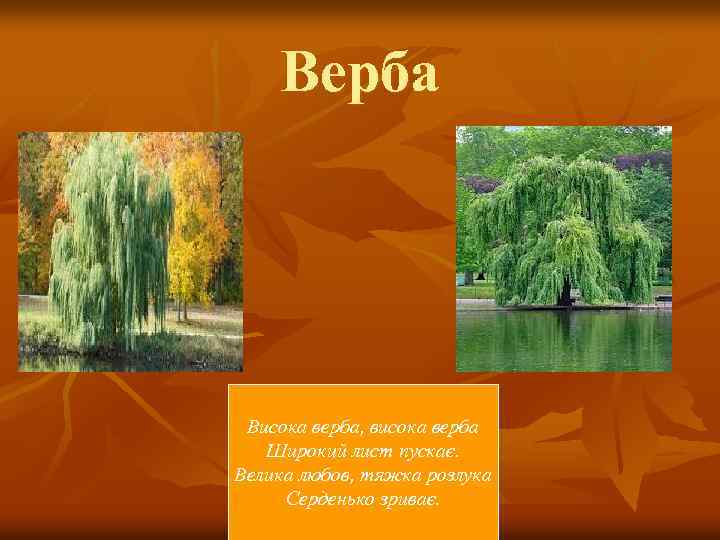 Верба Висока верба, висока верба Широкий лист пускає. Велика любов, тяжка розлука Серденько зриває.