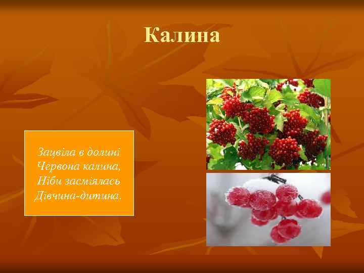 Калина Зацвіла в долині Червона калина, Ніби засміялась Дівчина-дитина. 