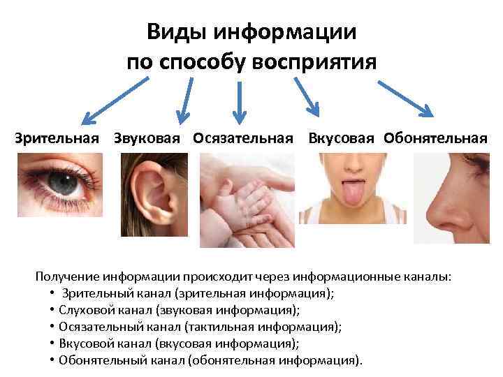 Виды информации по способу восприятия Зрительная Звуковая Осязательная Вкусовая Обонятельная Получение информации происходит через