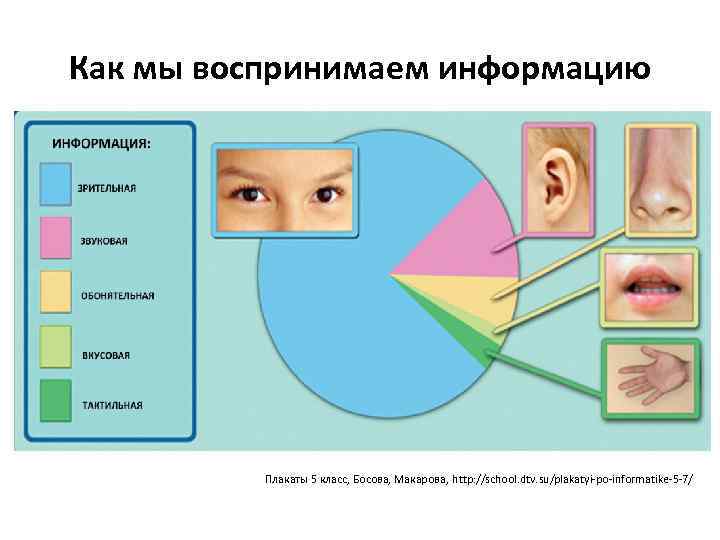 Как мы воспринимаем информацию Плакаты 5 класс, Босова, Макарова, http: //school. dtv. su/plakatyi-po-informatike-5 -7/