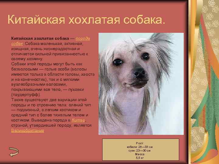 Китайская хохлатая собака — порода собак. Собака маленькая, активная, изящная, очень жизнерадостная и отличается