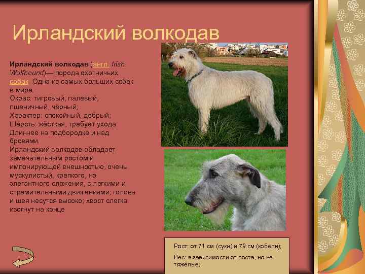 Ирландский волкодав (англ. Irish Wolfhound)— порода охотничьих собак. Одна из самых больших собак в