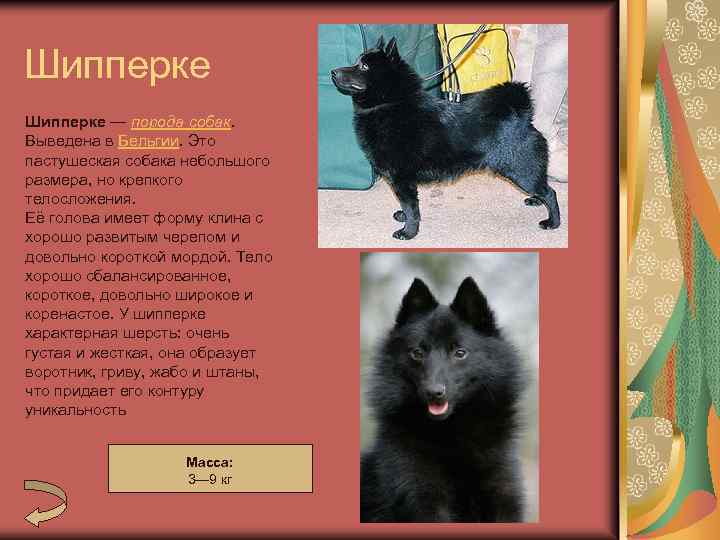 Шипперке — порода собак. Выведена в Бельгии. Это пастушеская собака небольшого размера, но крепкого