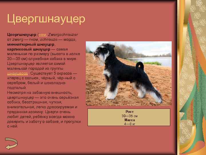 Цвергшнауцер (нем. Zwergschnauzer от zwerg — гном, schnauze — морда, миниатюрный шнауцер, карликовый шнауцер