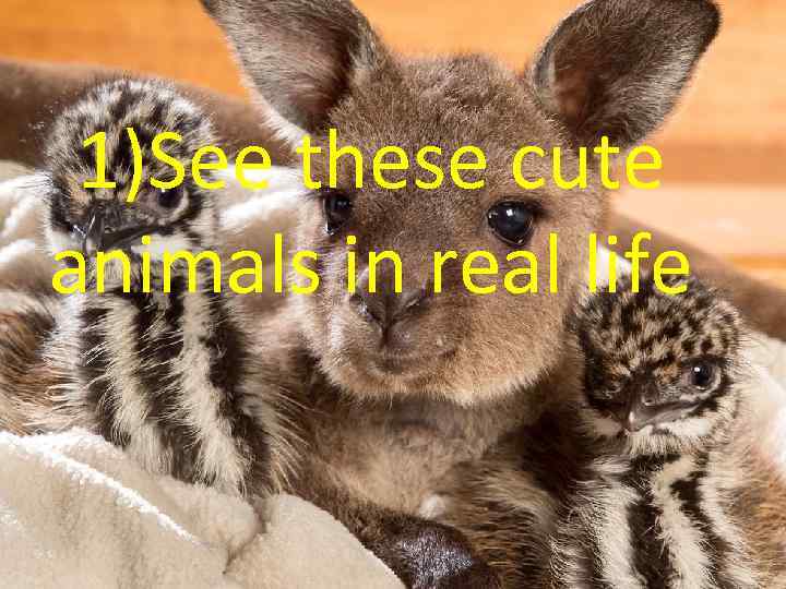 1)See these cute animals in real life 