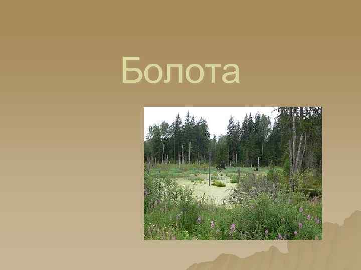 Болота 