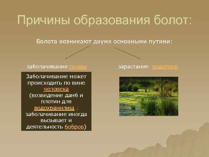 Причины образования болот: Болота возникают двумя основными путями: заболачивание почвы Заболачивание может происходить по