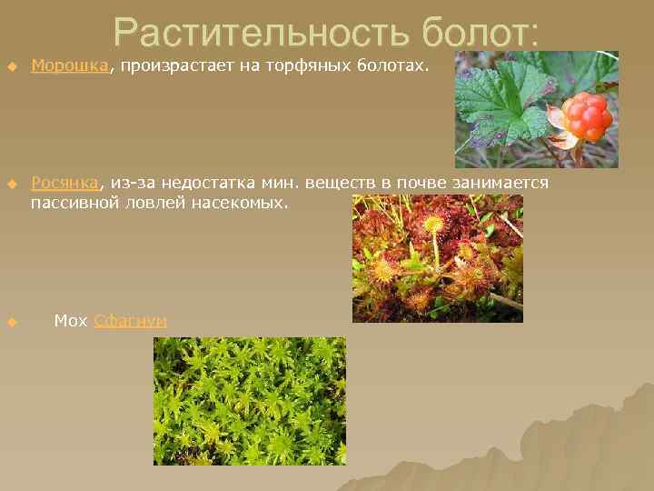 Растительность болот: u Морошка, произрастает на торфяных болотах. u Росянка, из-за недостатка мин. веществ
