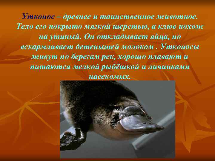 Утконос – древнее и таинственное животное. Тело его покрыто мягкой шерстью, а клюв похож