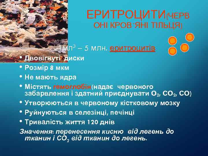 ЕРИТРОЦИТИ(ЧЕРВ ОНІ КРОВ´ЯНІ ТІЛЬЦЯ) 1 мл 3 – 5 млн. еритроцитів • Двовігнуті диски