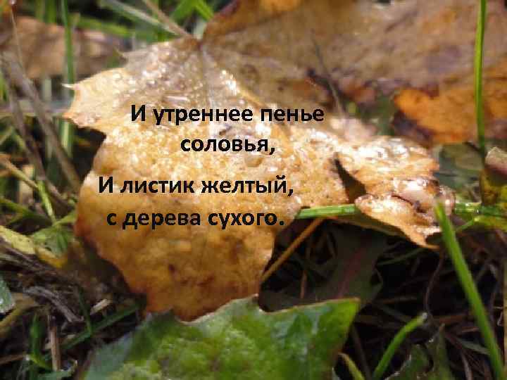 И утреннее пенье Нет ничего красивее дождя, соловья, И неба, цвета голубого. И листик