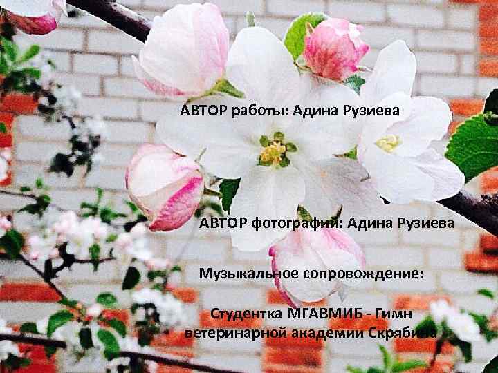 АВТОР работы: Адина Рузиева АВТОР фотографий: Адина Рузиева Музыкальное сопровождение: Студентка МГАВМИБ - Гимн
